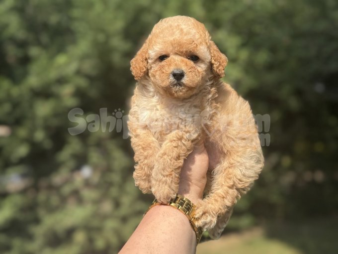 Bebek Suratli A Kalite Aşili Toy Poodle