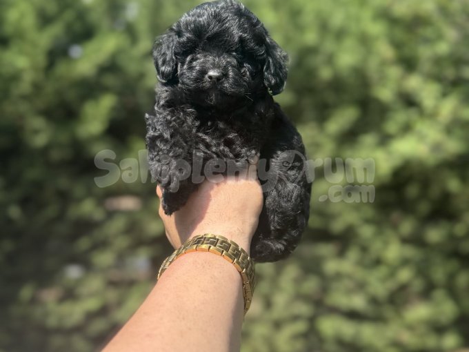 Özel Renk Siyah Maltipoo Bebeğimiz Aşili