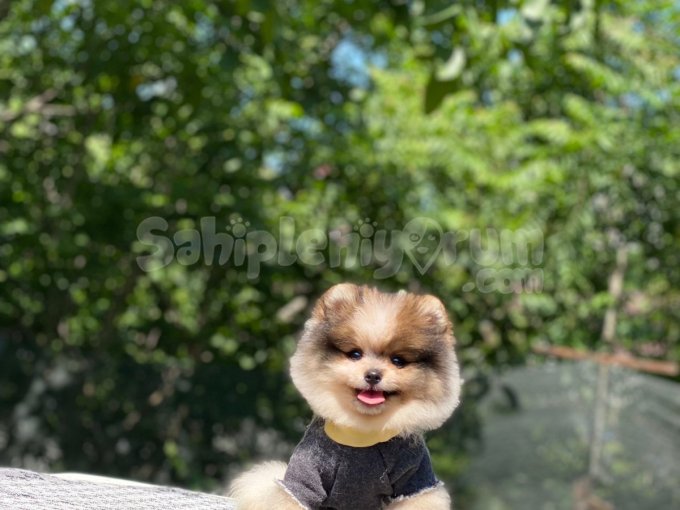 Nadir Renk Pomerinian Bo