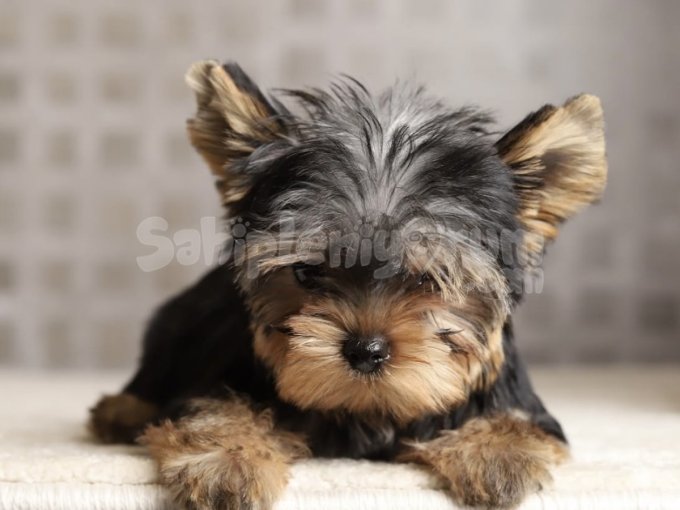 Orjinal Yorkshire Terrier Yavruları