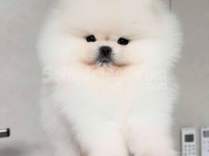 Orjinal Teddy Surat Pomeranian Boo Yavruları