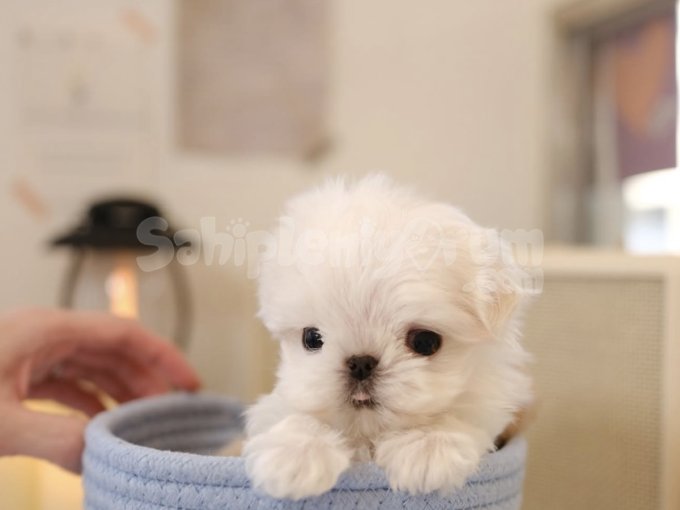 Tea Cup Maltese Terrier Yavruları