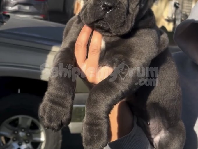 Cane Corse Yavruları