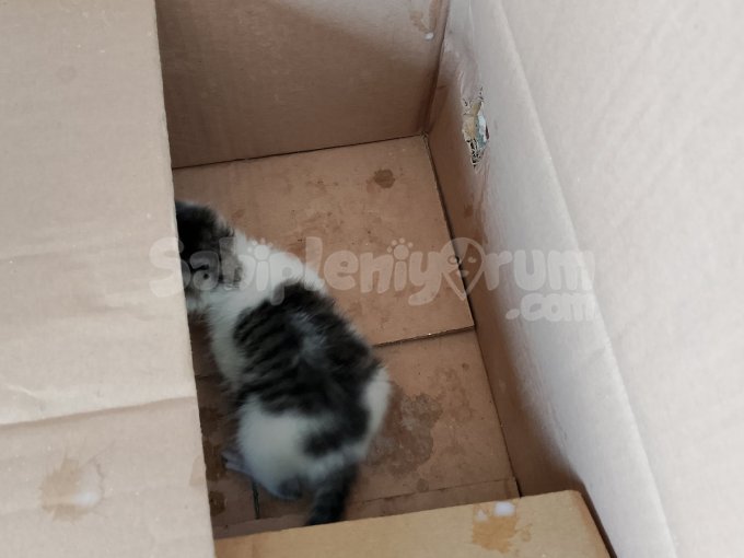 Dükkanda Bulunan Kedi