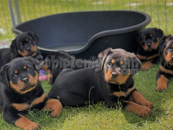 Rottweiler Yavruları