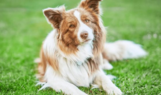 Border Collie Özellikleri ve Bakımı | Eğitimi, Karakteri, Beslenme Rehberi