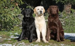 Labrador Retriever Çocuklu Aileye Uygun Mu? | Özellikleri ve Bakımı