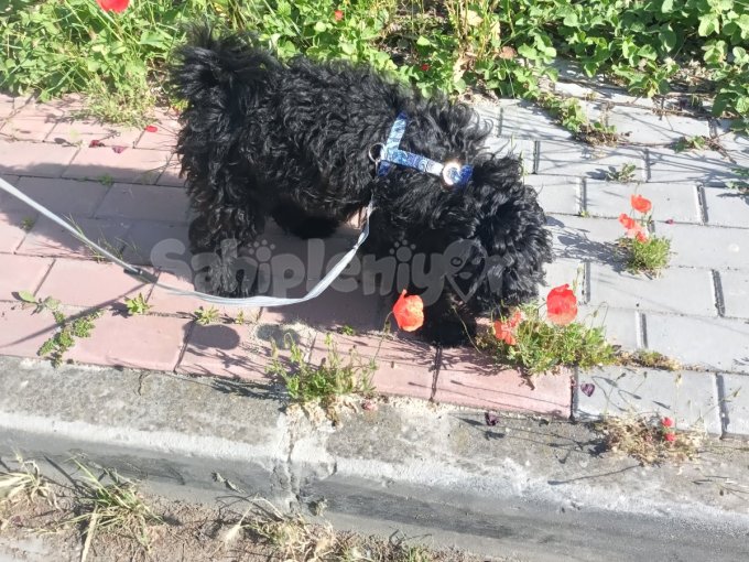 Sevimli Poodle Yavrumuz... 5 Aylık.
