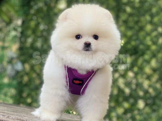 Kaliteli Irk Mükemmel Karakter Pomeranian Boo Yavrularımız