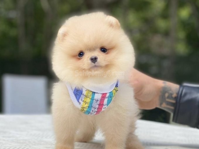 Göz Alıcı Güzellik Pomeranian Yavrulara Aşık Olacaksınız