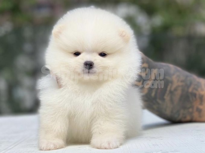 Pofuduk Mutluluk Pomeranian Yavrular