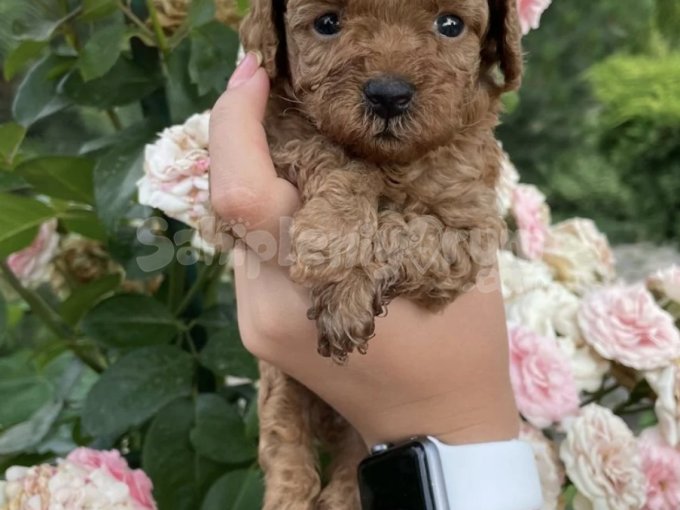 Safkan, Irk Garantili, Toy Poodle