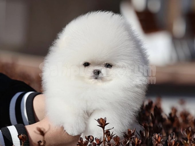 Teddy Surat Pomeranian Boo Yavrıları