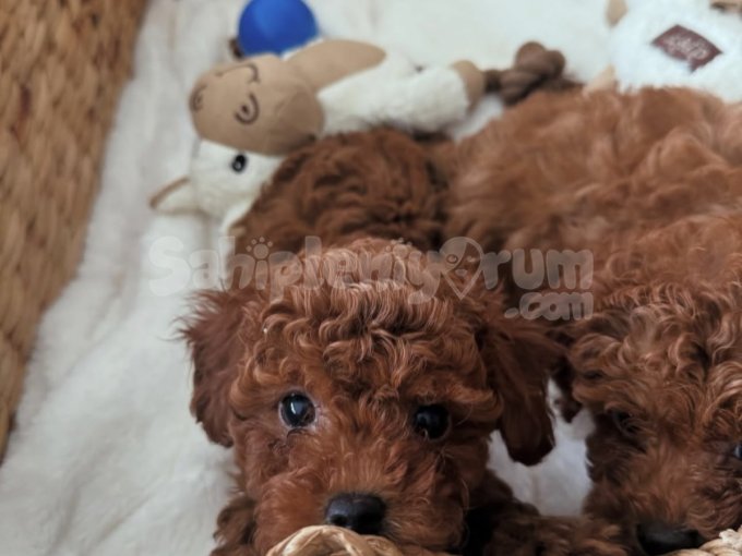 Orjinal Irk Garantili Toy Poodle Yavruları