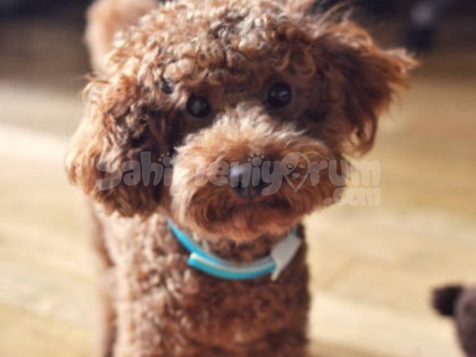 Oyuncak Gibi Ama Gerçek! Safkan Toy Poodle Yavrular