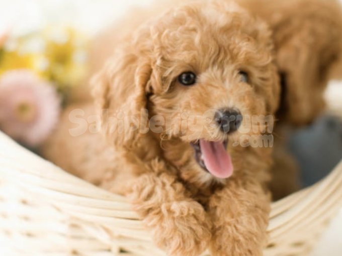 Bebek Suratlı Safkan Toy Poodle Yavrular
