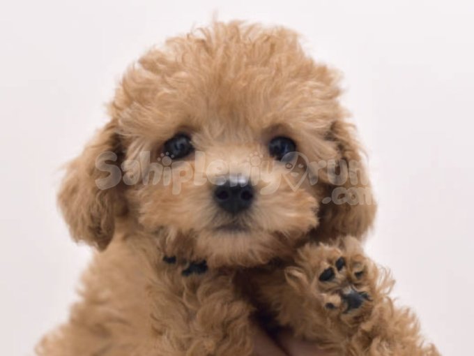 Anne Altından, Sağlık Garantili Toy Poodle Bebekler