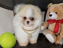 A Kalite Orjinal Pomeranian Boo Istanbul Bembeyaz