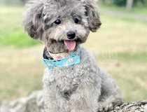 Kore Kan Orjinal Kilo Garantili Toy Poodle Istanbul
