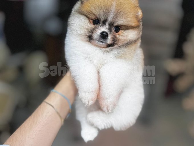Safkan Pomeranian Boo Yavrular