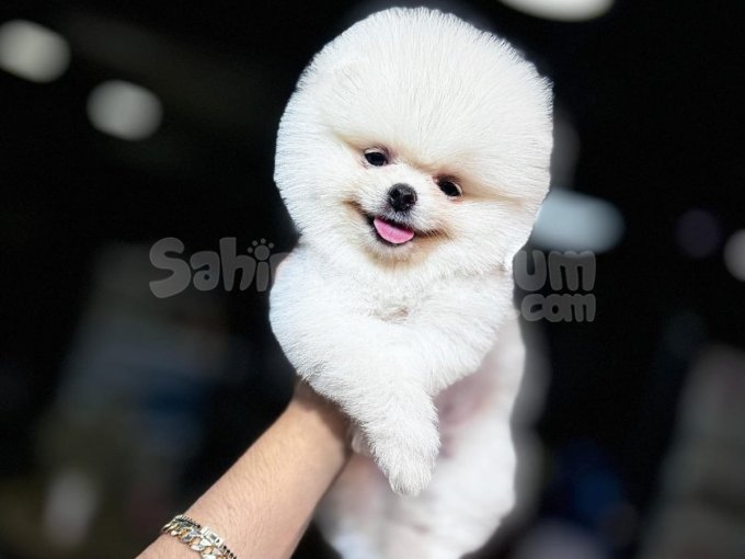 Minik Kalp Hırsızı Sevimli Pomeranian Yavrular