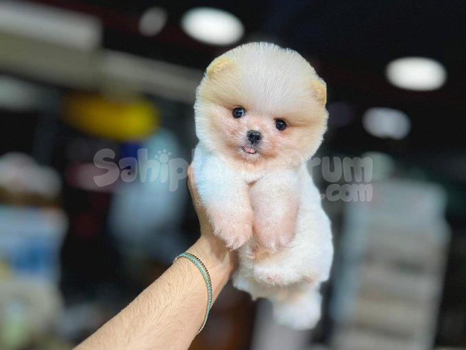 Oyuncak Gibi Tatlılık 3 Aylık Pomeranian Boo