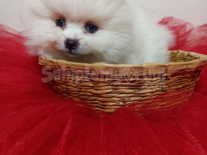 Kucak Delisi Mini Pomeranian Boo