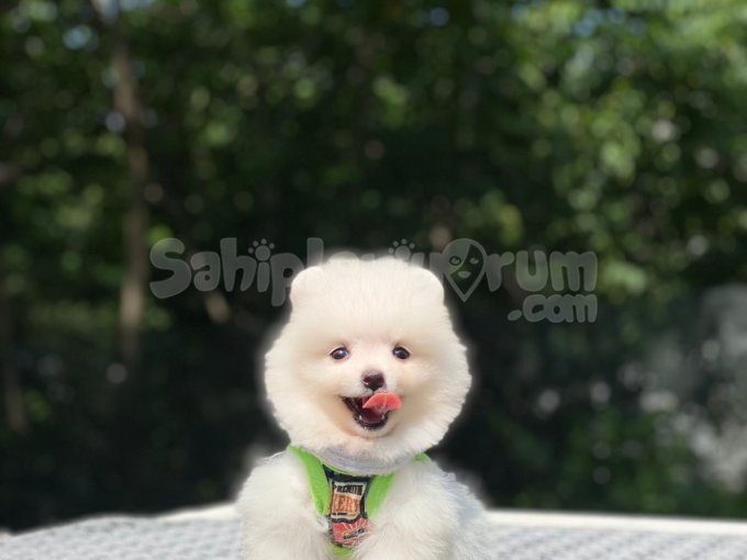 Sağlık Garantili Safkan Pomeranian Boo