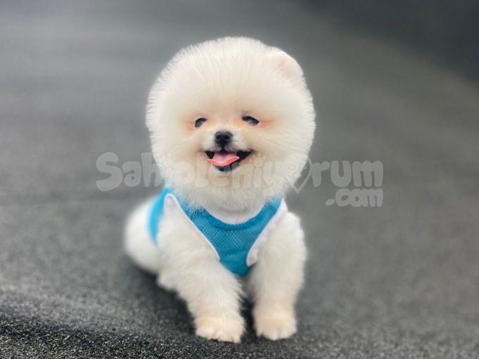 Dişi Ve Erkek Seçenekli Pomeranian Yavrular