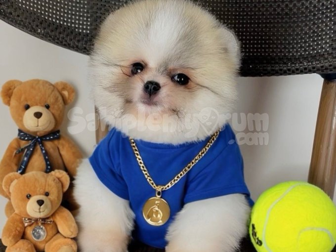 Kucak Köpeği Arayanlara Sevgi Dolu Pomeranian Boo