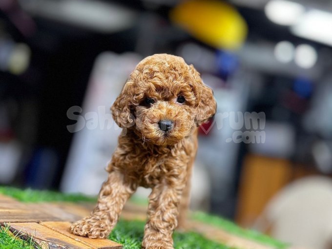 İstanbul/Izmir/Ankara Türkiye Geneli Toy Poodle