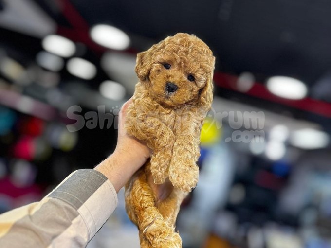 Gen Testli Toy Poodle - Sağlık Garantili