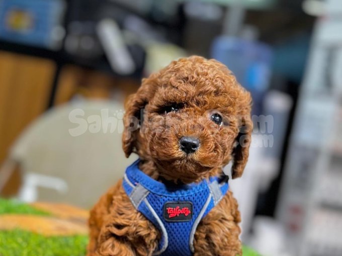 Sevimliliğiyle Büyüleyen Toy Poodle Yavruları
