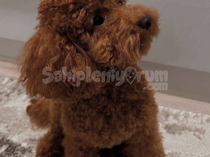 İstanbul’da Aşılı Toy Poodle Yavrular