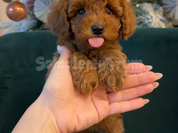 Yuvadan Uçmaya Hazır Sevimli Toy Poodle Bebekler