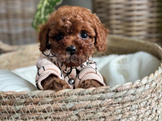 Red Brown Toy Poodle Yavrularımız