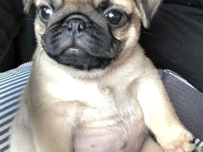 Gül Kuyruk Kut Burun Pug Yavrularımız
