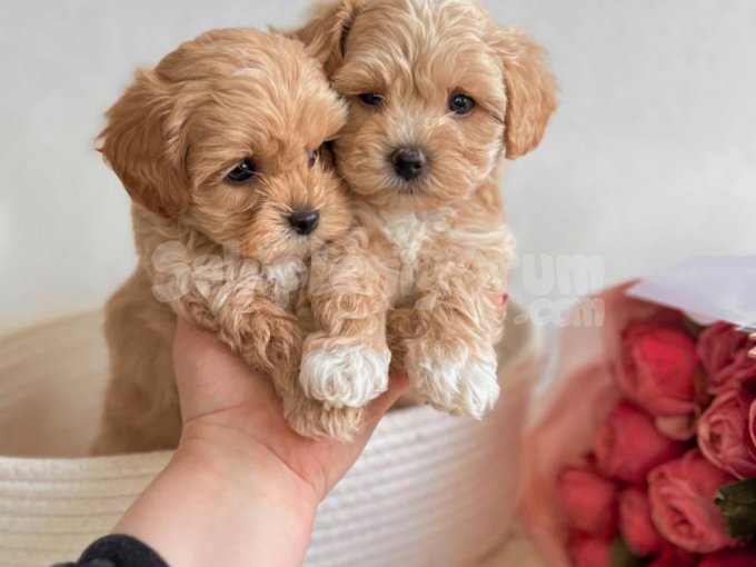 Küçük Irk Maltipoo Dizayn Bebekler