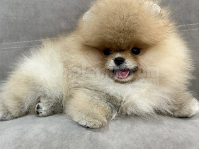 Minik Bir Peluş Gibi! Orjinal Safkan Pomeranian Yavrular