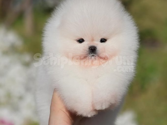 A Kalite Şecereli Pomeranian Boo Yavrular Sağlık Garantili