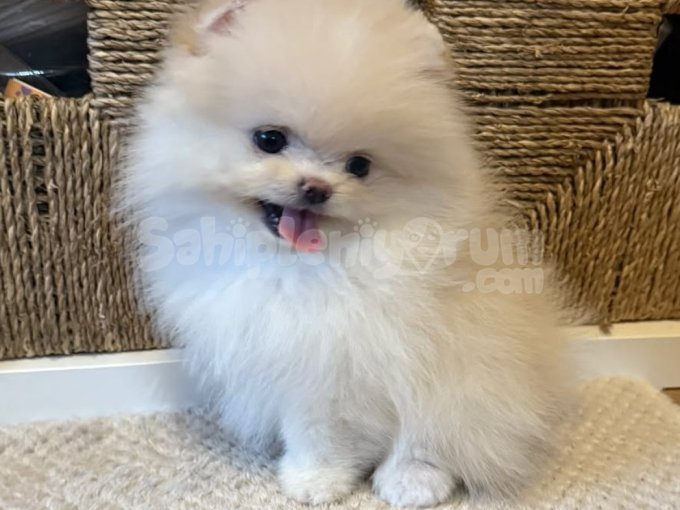 Bal Gibi Tatlı! Pomeranian Boo Yavrular