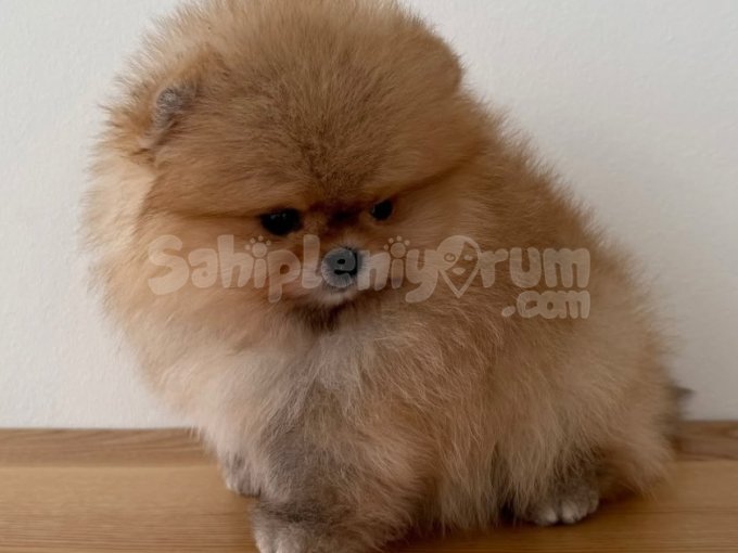 Sevgi Dolu Pomeranian Yavrular
