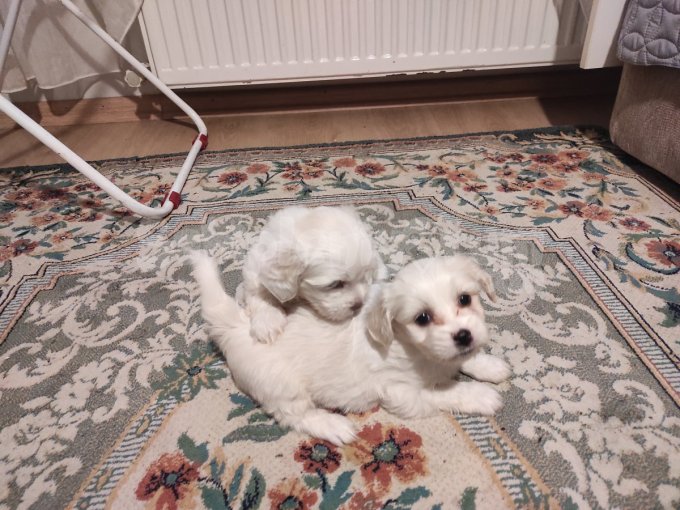 Xs Boy Maltese Bebeklerimiz Ev Doğumu