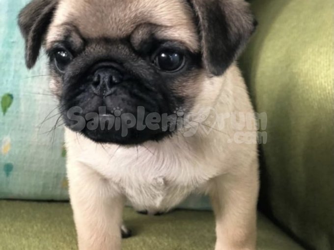 Hamburger Surat Gül Kuyruk Safkan Pug Bebekler