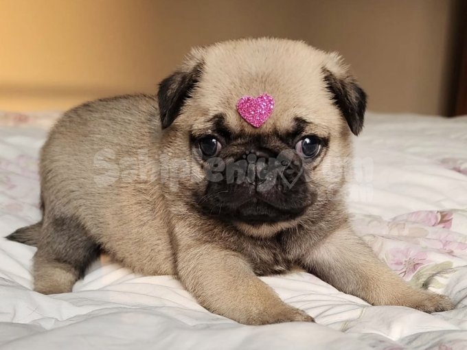 Tatlı Mı Tatlı Oyuncu Ve Uysal Pug Yavruları