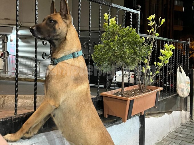 Belçika Ve Akita Yavruma Acil Yuva Arıyorum