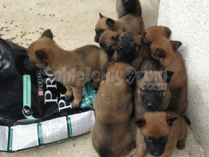 Zeki, Hızlı Ve Koruyucu – Malinois Yavruları