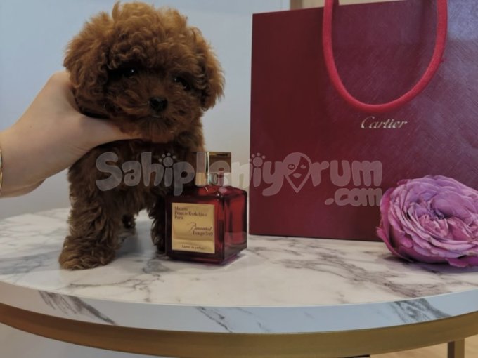 Sevecen,Sempatik Toy Poodle Yavruları