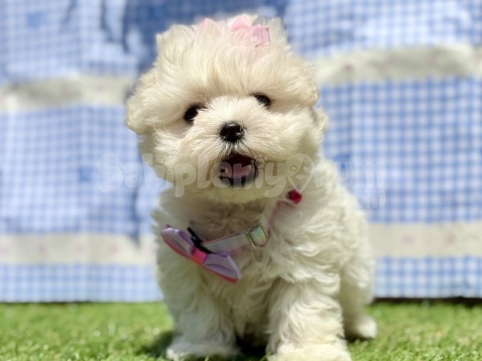 Maltese Terrier Kore Ultra Mini Yavrularımız