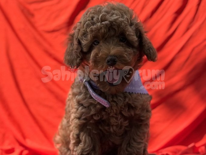 Toy Poodle Red Brown En Küçük Kore Kan Yavrular